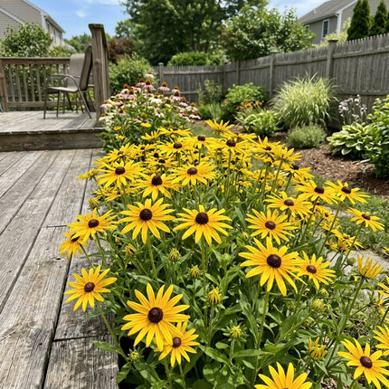 Fresh 300 Starburst Black Eyed Susan Seeds for Home Gardening - Cut Flower Arrangements, Premium Heirloom Seeds, Heirloom Floral Blooms