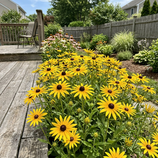 Fresh 300 Starburst Black Eyed Susan Seeds for Home Gardening - Cut Flower Arrangements, Premium Heirloom Seeds, Heirloom Floral Blooms