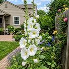 White Hollyhock Seeds - 100 Seeds