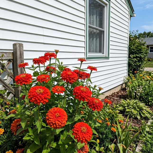 Fresh 100 Giant Red Zinnia Seeds for Home Gardening - Vibrant Floral Display, Premium Heirloom Seeds, Heirloom Floral Blooms