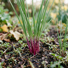 Purple Stem Garlic Chives Seeds - 500 Seeds