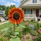 Evening Sun Sunflower Seeds - 100 Seeds