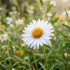 Heirloom White Aster Seeds - 50 Seeds