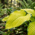 Golden Hosta Seeds - 50 Seeds