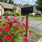 Crimson Cosmos Seeds - 100 Seeds