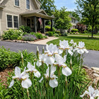 Siberian White Iris Seeds - 50 Seeds