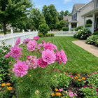 Double Pink Cosmos Seeds - 100 Seeds