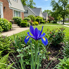 Dutch Blue Iris Seeds - 50 Seeds