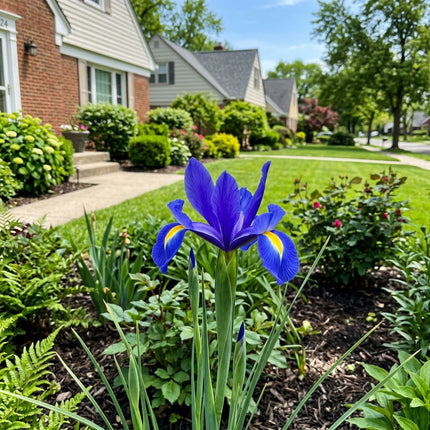 Fresh 50 Dutch Blue Iris Seeds for Home Gardening - Fast Growing, Long Lasting Patio Blooms, Nature Inspired Landscape