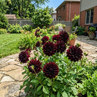 Black Dahlia Seeds - 50 Seeds
