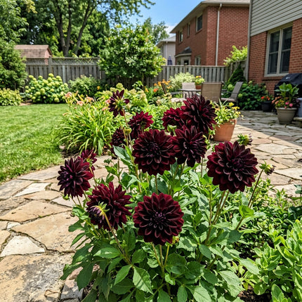 50 Black Dahlia Seeds Heirloom Floral Blooms - for Garden Borders, Fast Growing