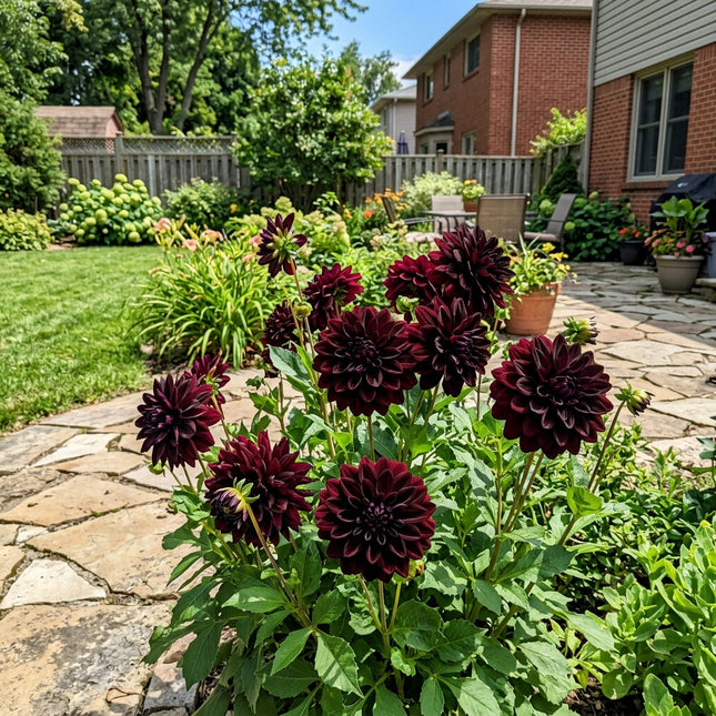 50 Black Dahlia Seeds Heirloom Floral Blooms - for Garden Borders, Fast Growing