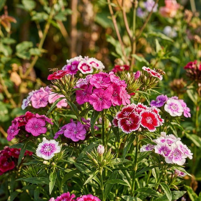 Mixed Sweet William Seeds - 500 Seeds
