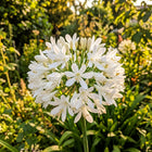 Beginner-Friendly White African Lily Seeds - 50 Seeds