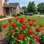 Scarlet Zinnia Seeds - 100 Seeds