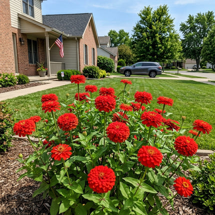 100 Count Scarlet Zinnia Seeds - Stunning Yard Decor, Heirloom Floral Blooms, Cut Flower Arrangements