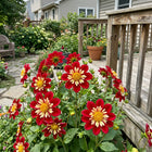 Collarette Red Dahlia Seeds - 50 Seeds