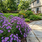 Purple Aster Patio Garden Seeds - 50 Seeds