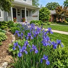 Fast-Growing Siberian Blue Iris Seeds - 50 Seeds