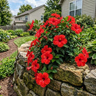 Giant Red Hibiscus Seeds - 100 Seeds