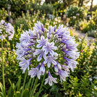 Bicolor White African Lily Seeds - 50 Seeds
