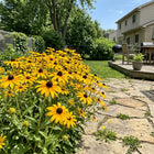 Giant Gold Black Eyed Susan Seeds - 300 Seeds