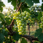 Green Seedless Grape Seeds - 100 Seeds
