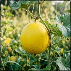 Collection image for: Melon Seeds