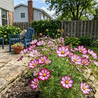 Picotee Cosmos Seeds - 100 Seeds
