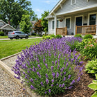 English Purple Lavender Seeds - 1,200 Seeds