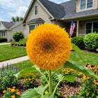 Classic Golden Teddy Bear Sunflower Seeds - 100 Seeds