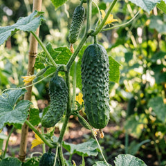Collection image for: Vegetable Seeds