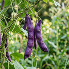 Purple Podded Beans Seeds - 30 Seeds