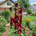 Red Hollyhock Seeds - 100 Seeds