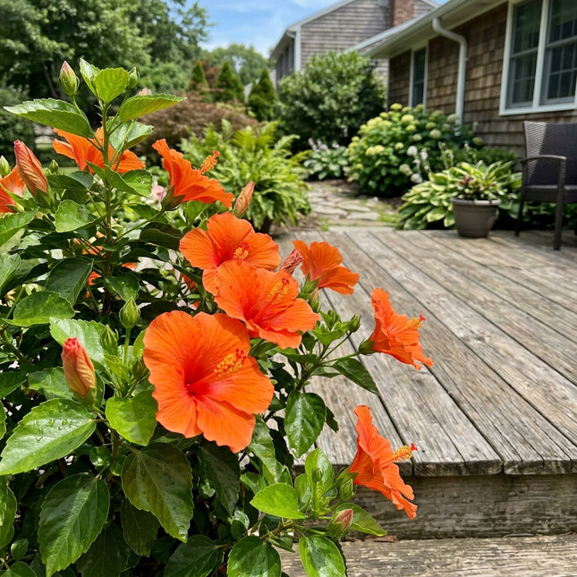 100 Count Tropical Orange Hibiscus Seeds - Premium Heirloom Seeds, Outdoor Patio Decor, Drought Tolerant