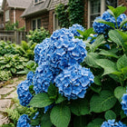 Blue Hydrangea Seeds - 50 Seeds