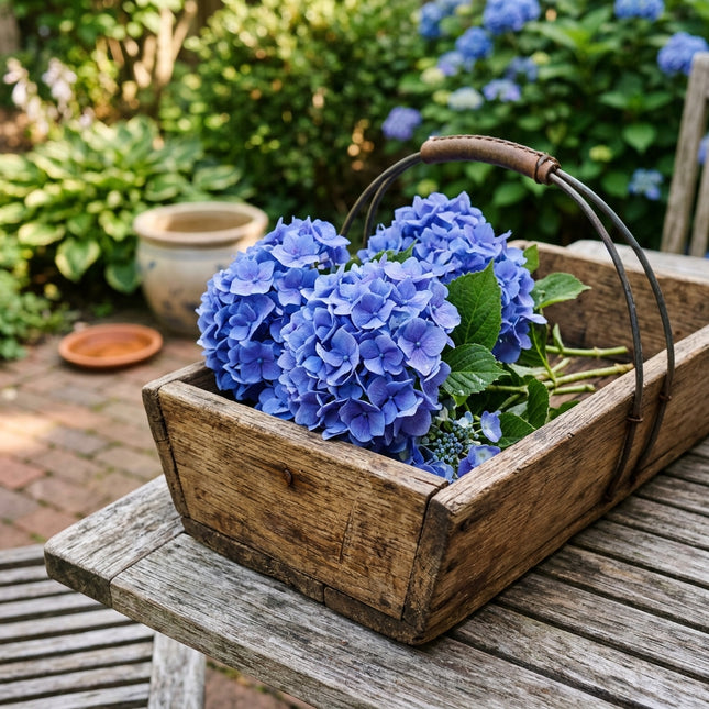 50 Blue Hydrangea Seeds for Planting - Variety for Home Gardening