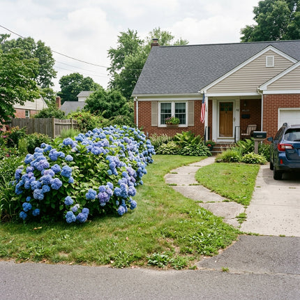 50 Blue Hydrangea Seeds for Planting - Variety for Home Gardening