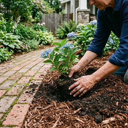 50 Blue Hydrangea Seeds for Planting - Variety for Home Gardening