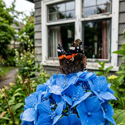 50 Blue Hydrangea Seeds for Planting - Variety for Home Gardening