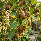 Hardy Green Kiwi Vine Seeds - 50 Seeds