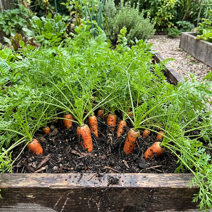 300 Nantes Carrot Seeds - Sweet Cylindrical Orange Vegetable Seeds