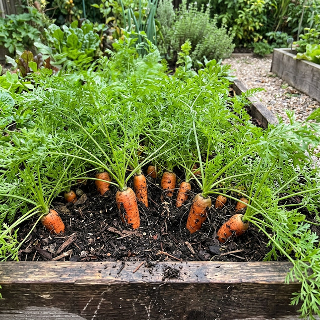 Nantes Carrot Seeds - 300 Seeds