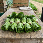 Little Gem Lettuce Seeds - 2,000 Seeds