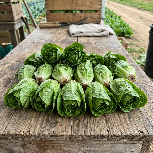 Little Gem Lettuce Seeds - 2,000 Seeds