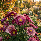 Premium Anemone Chrysanthemum Seeds - 50 Seeds