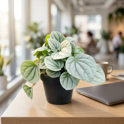 Live Peperomia Frost Plant in 4" Nursery Pot - Striking Silver Ripple Leaves