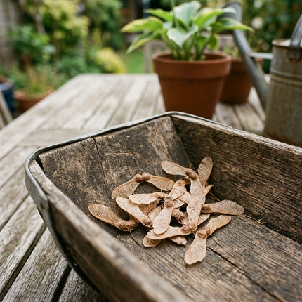 50 Trident Maple Seeds for Planting - Variety for Home Gardening