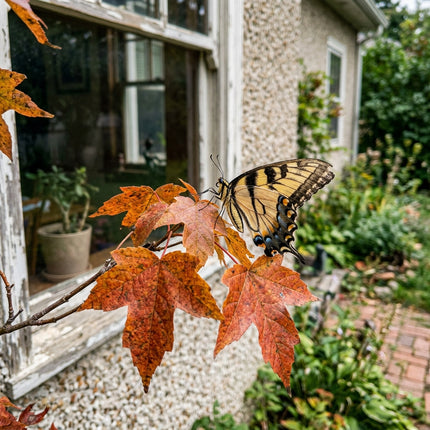 50 Trident Maple Seeds for Planting - Variety for Home Gardening