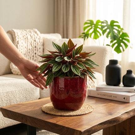 Live Peperomia Rosso Plant in 4" Nursery Pot - Striking Red & Green Corrugated Foliage